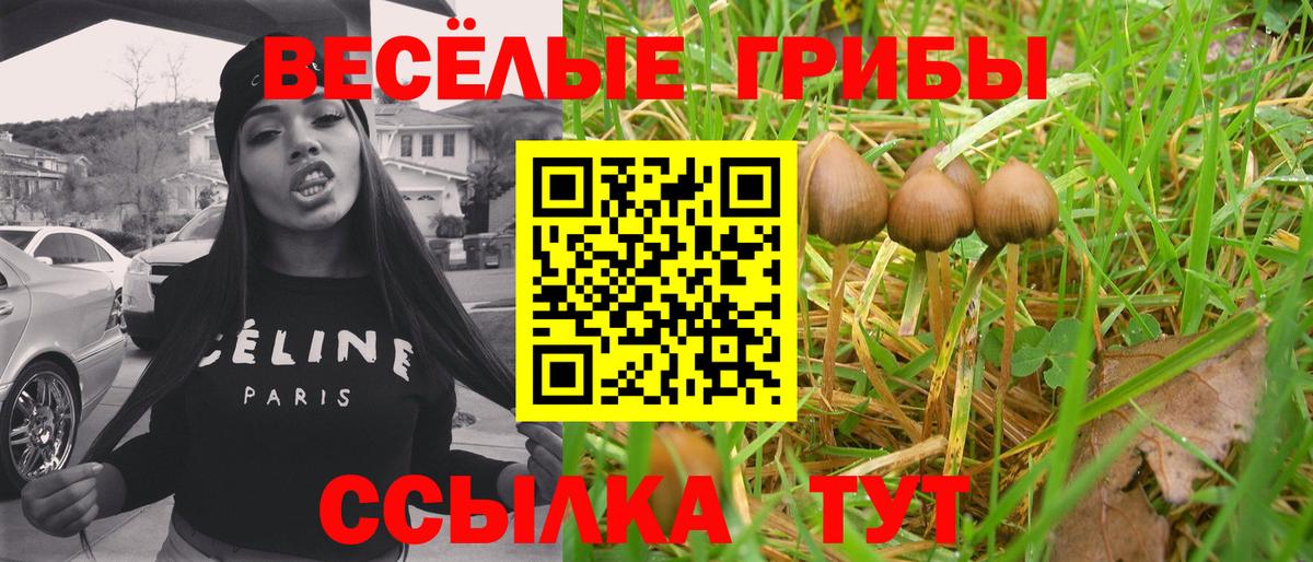 Псилоцибиновые грибы GOLDEN TEACHER  Вход с VPN  Назрань  где купить наркоту  Галлюциногенные грибы Psilocybine cubensis 